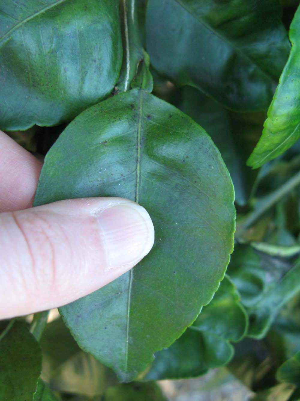              Unifoliolate leaf of  Citrus reticulata   x  Citrus   paradisi      (Nocatee, Winter Haven,   FL)       